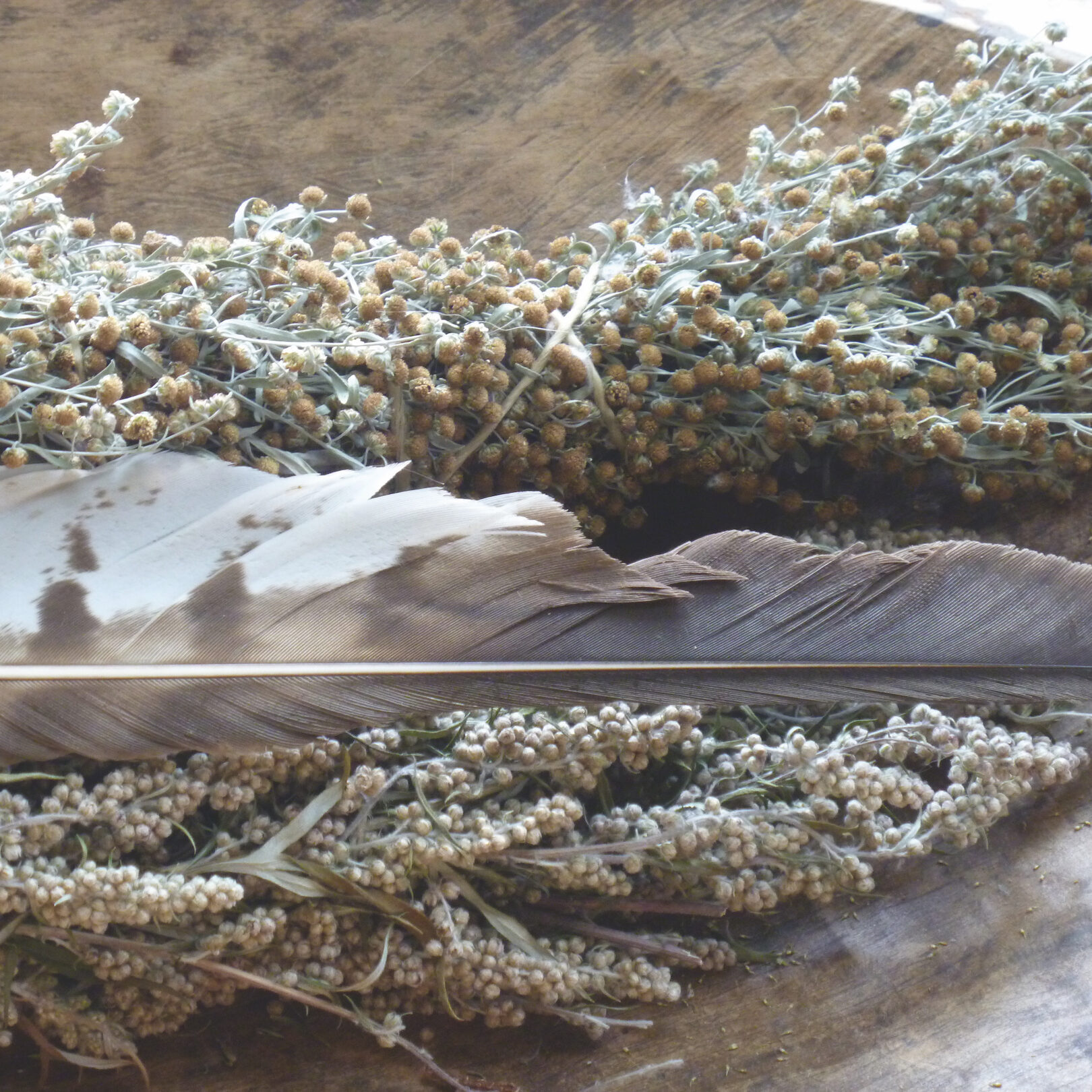 cropped-Feder-1.jpg Feder mit Räucherwerk